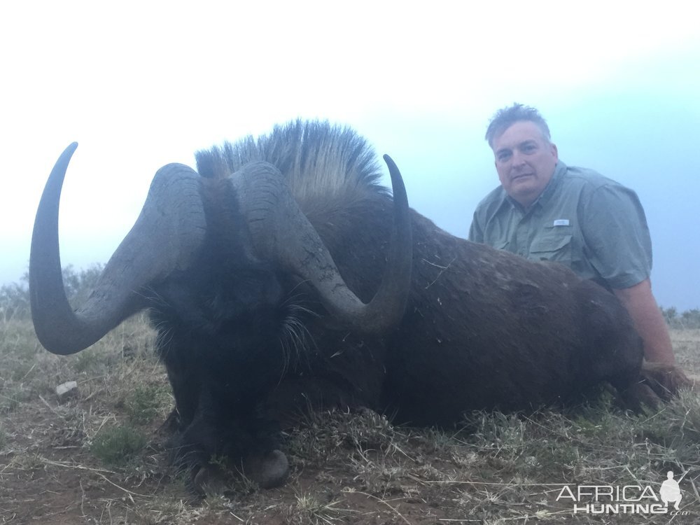 Hunting South Africa Black Wildebeest