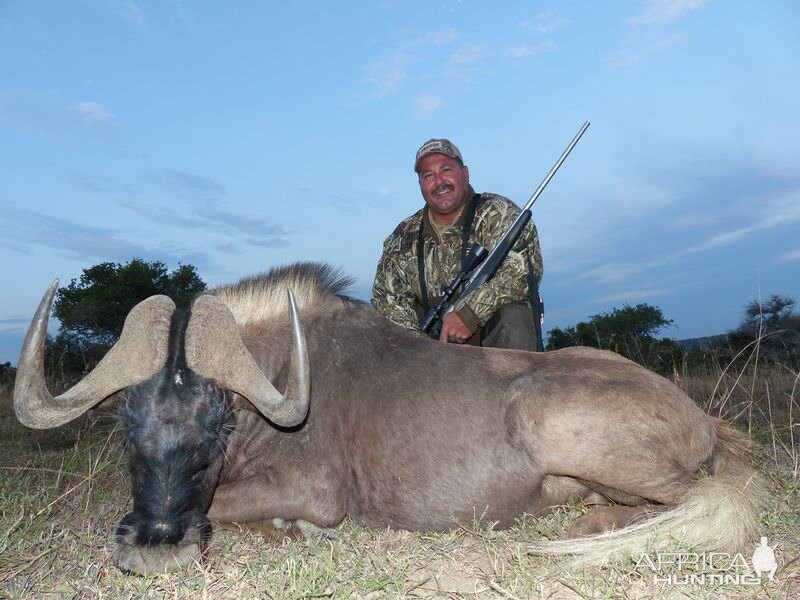 Hunting South Africa Black Wildebeest