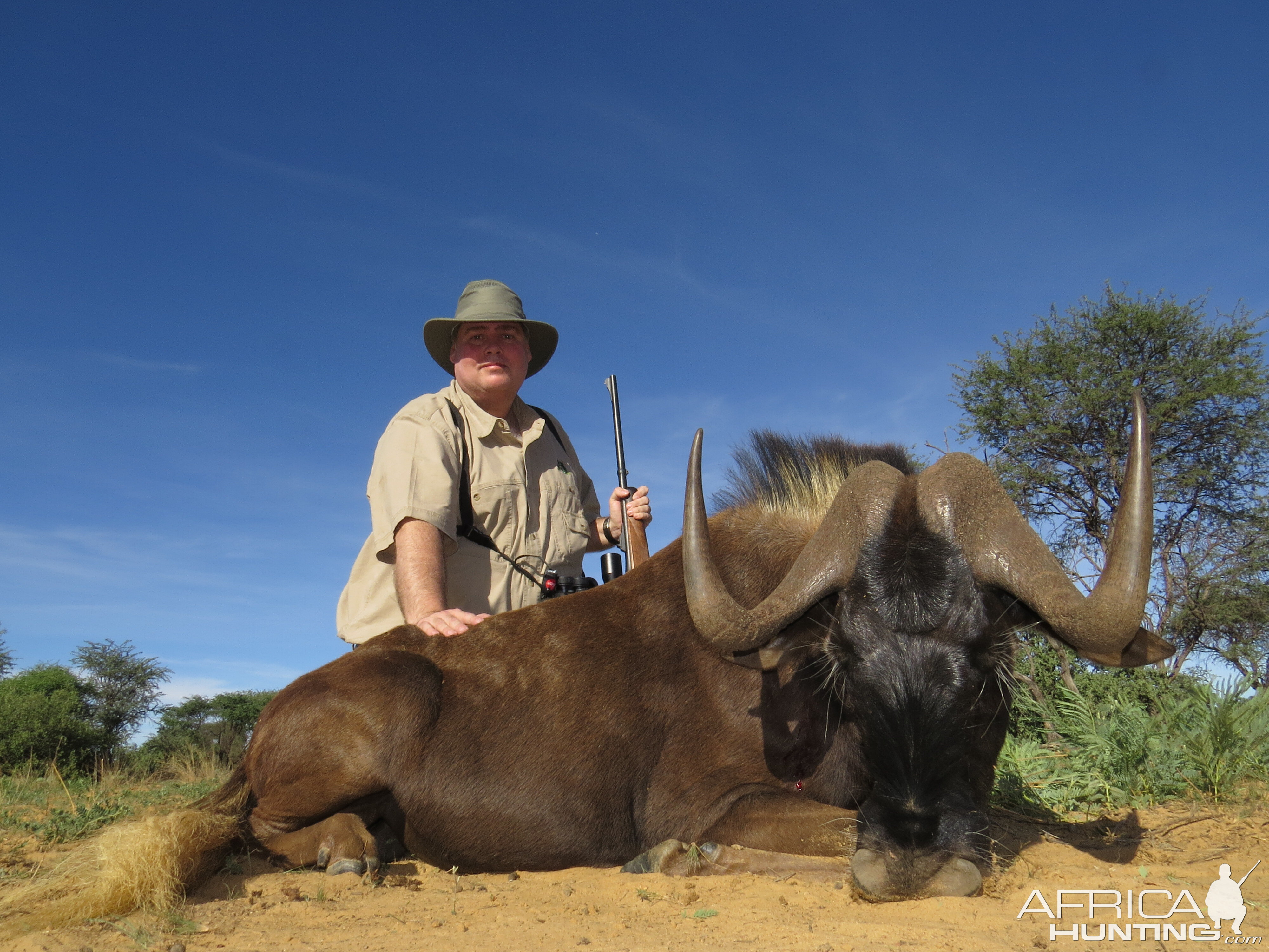 Hunting South Africa Black Wildebeest