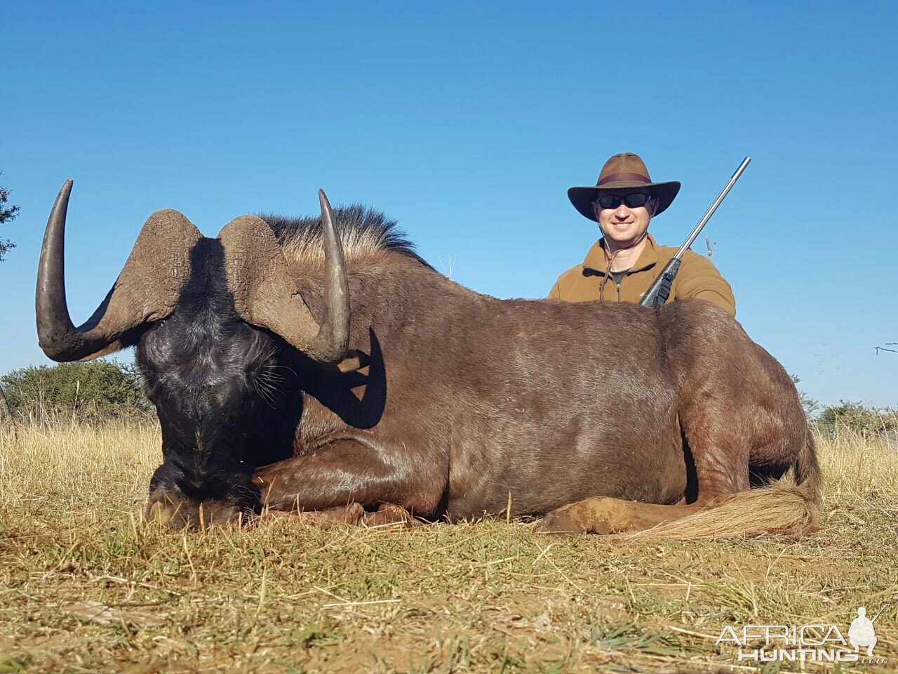 Hunting South Africa Black Wildebeest