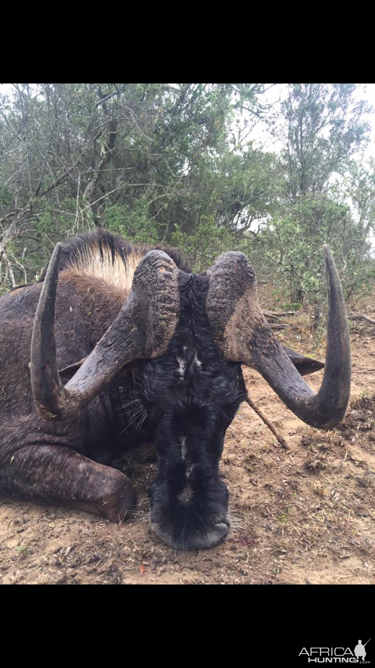 Hunting South Africa Black Wildebeest