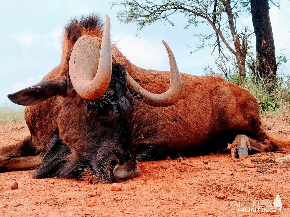 Hunting South Africa Black Wildebeest