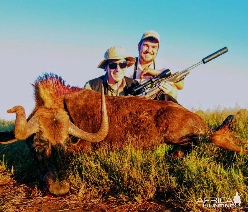 Hunting South Africa Black Wildebeest