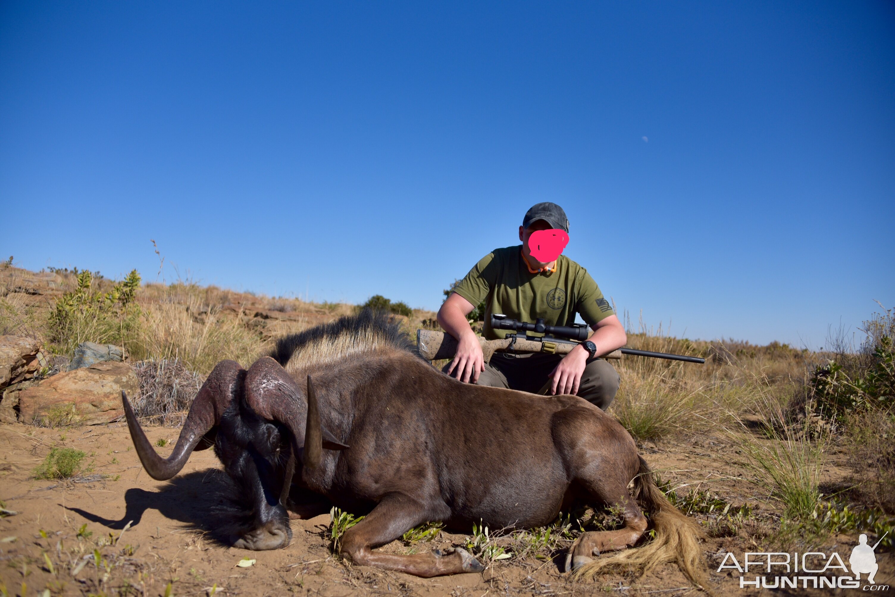 Hunting South Africa Black Wildebeest