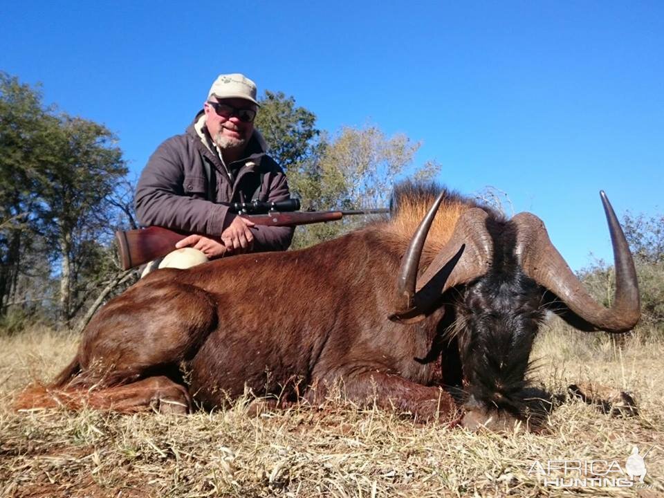 Hunting South Africa Black Wildebeest