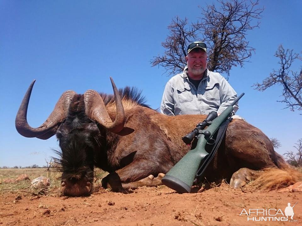 Hunting South Africa Black Wildebeest