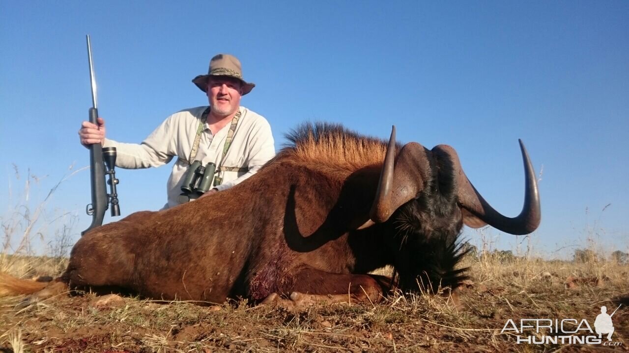 Hunting South Africa Black Wildebeest