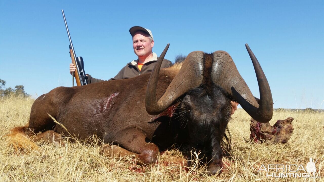 Hunting South Africa Black Wildebeest