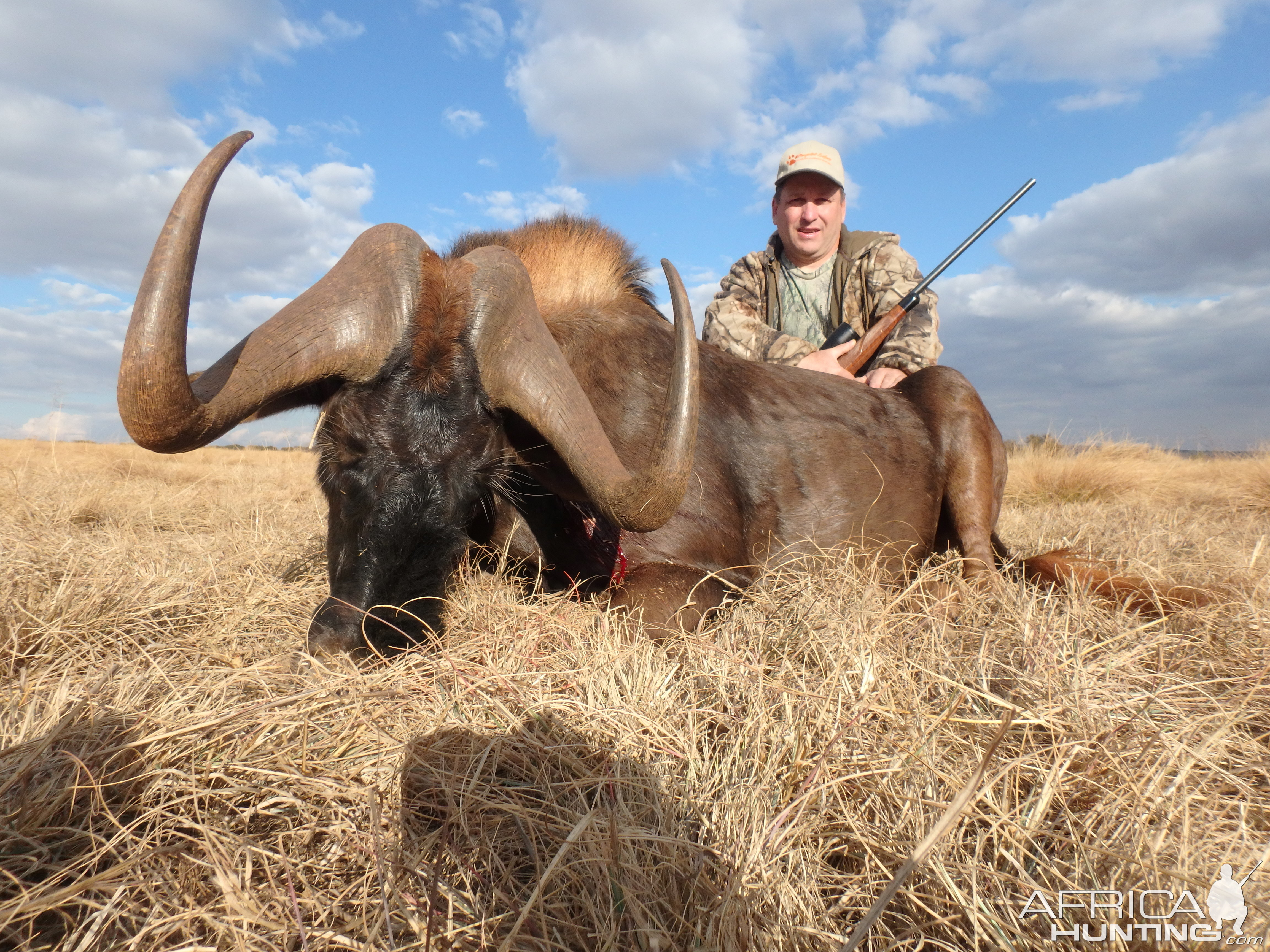 Hunting South Africa Black Wildebeest