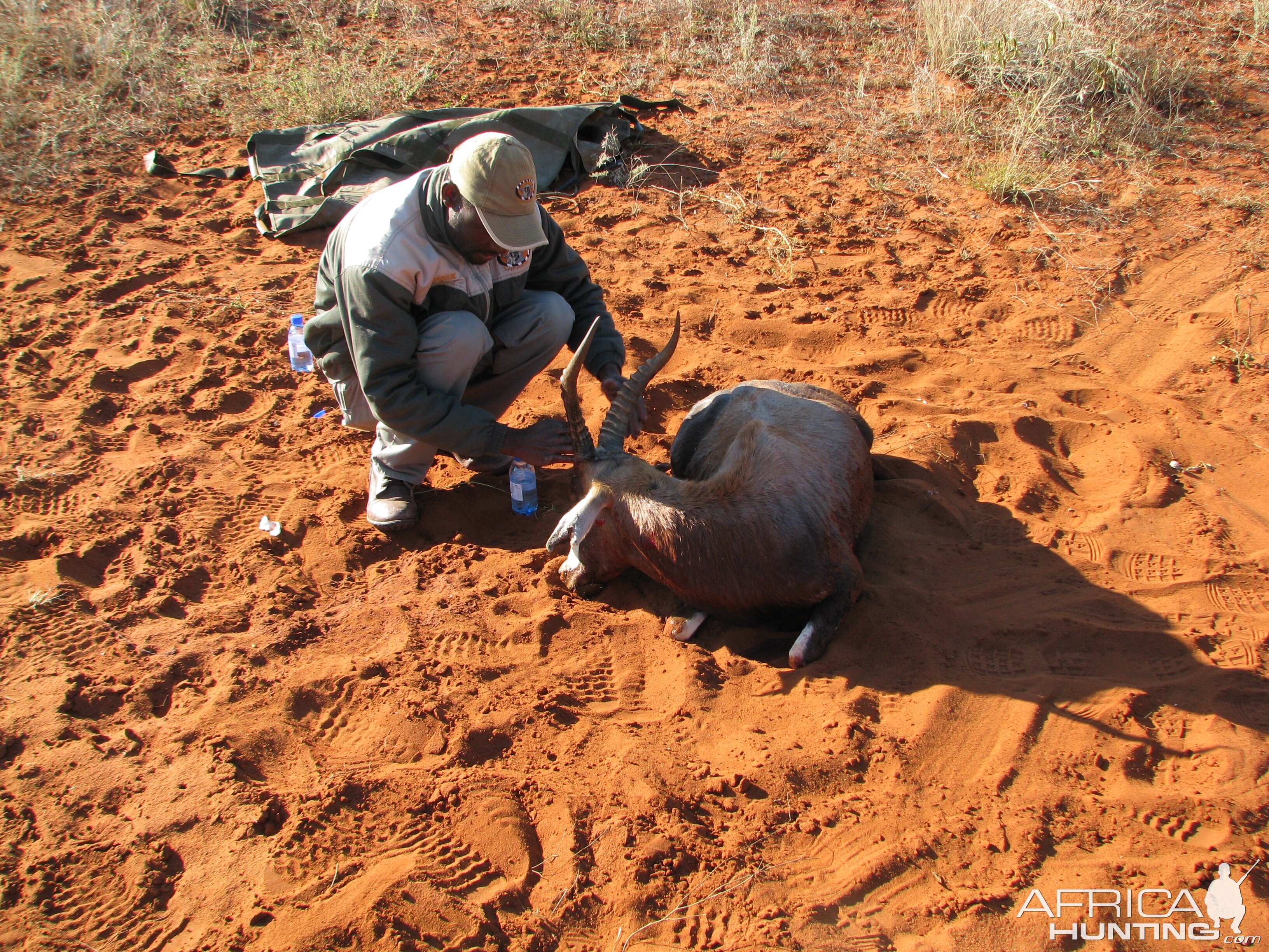 Hunting South Africa Blesbok