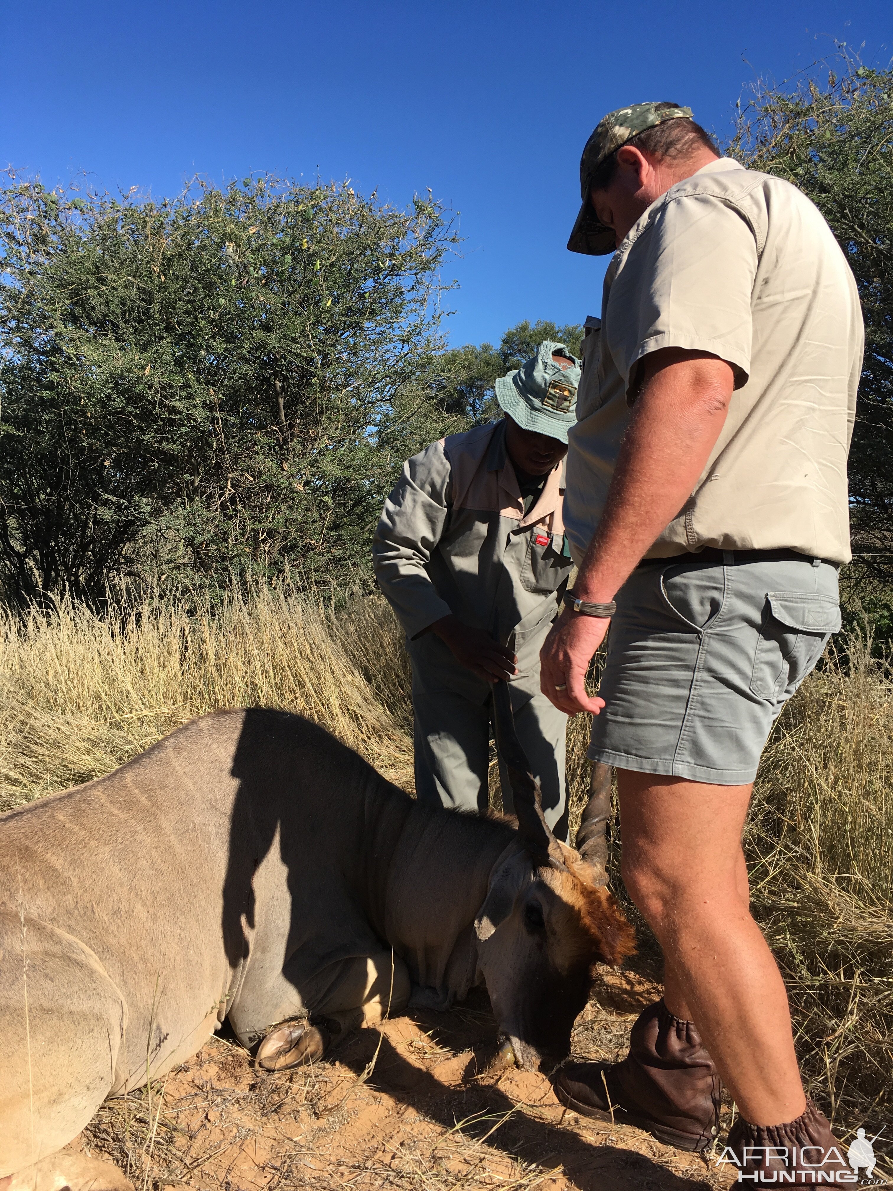 Hunting South Africa Eland