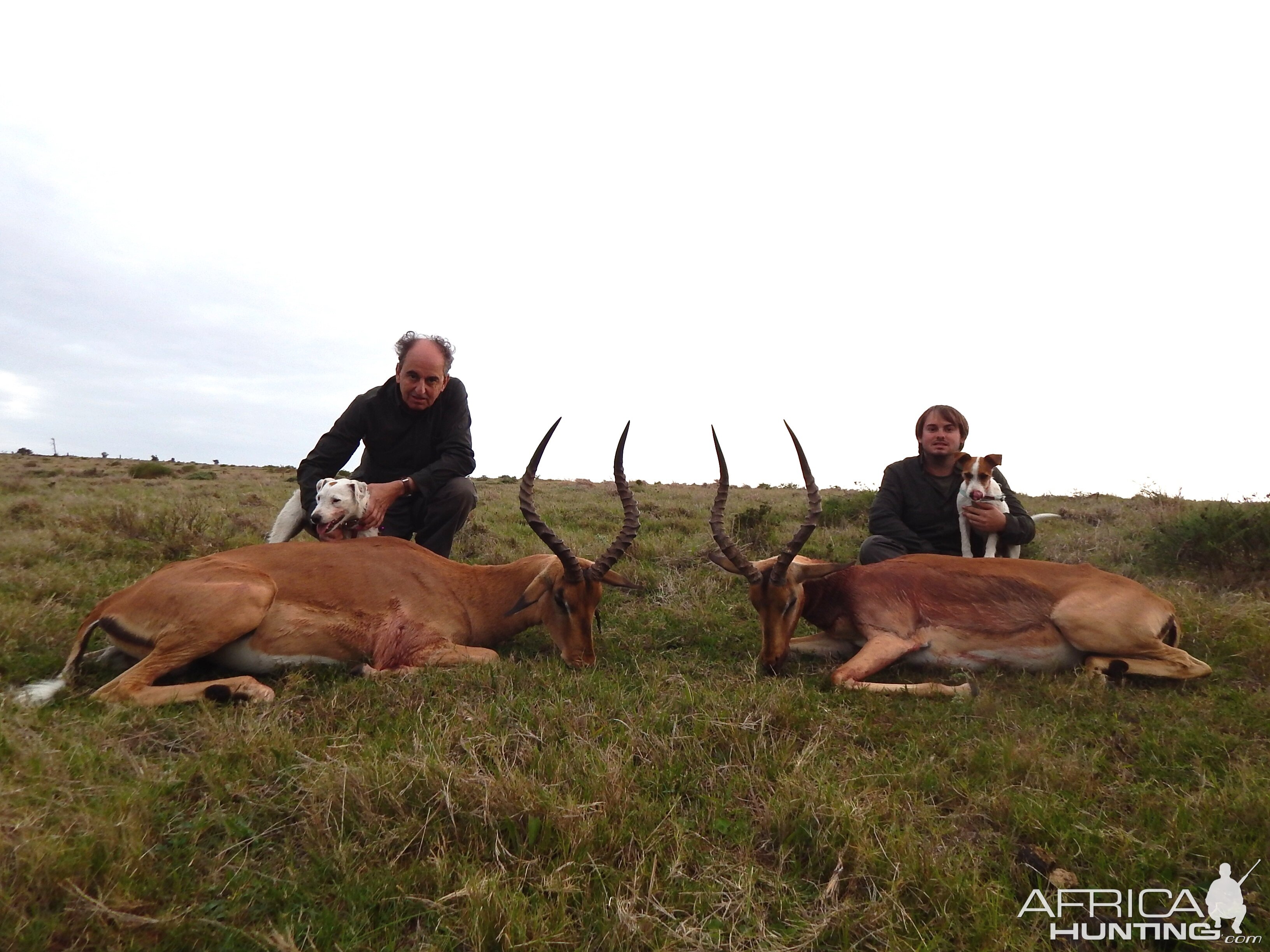 Hunting South Africa Impala