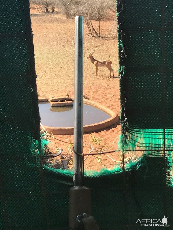 Hunting South Africa Impala