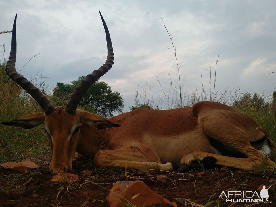 Hunting South Africa Impala