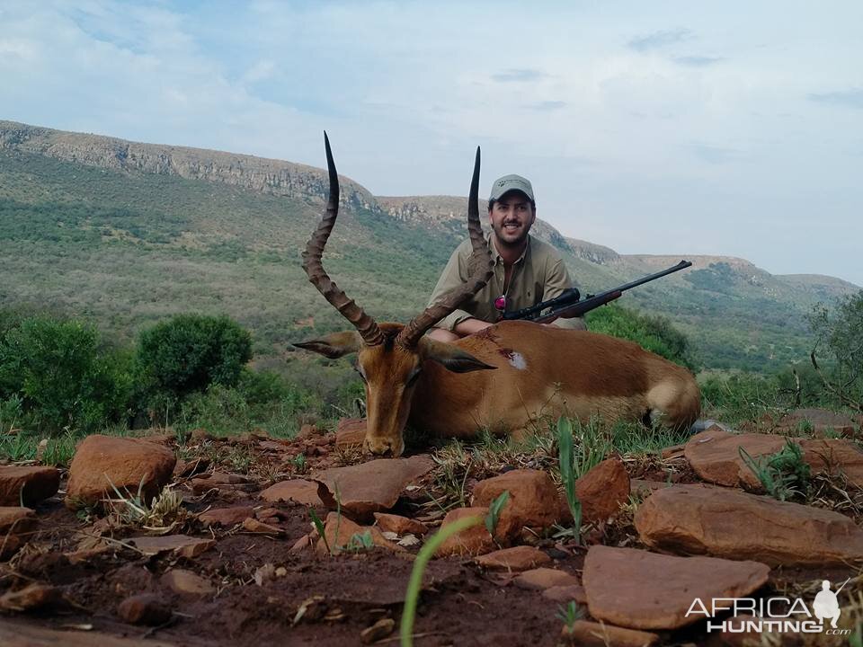 Hunting South Africa Impala