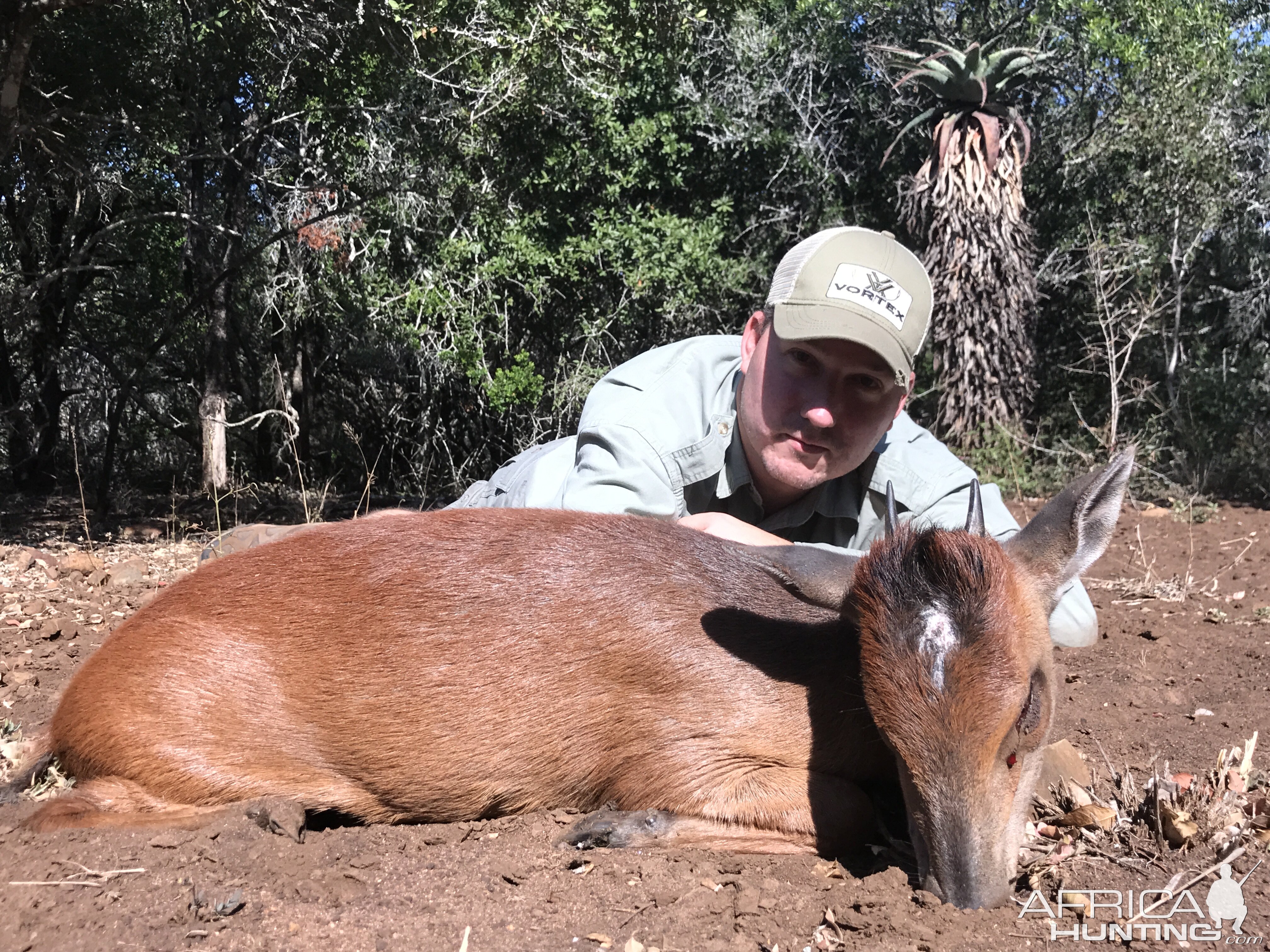 Hunting South Africa Red Duiker