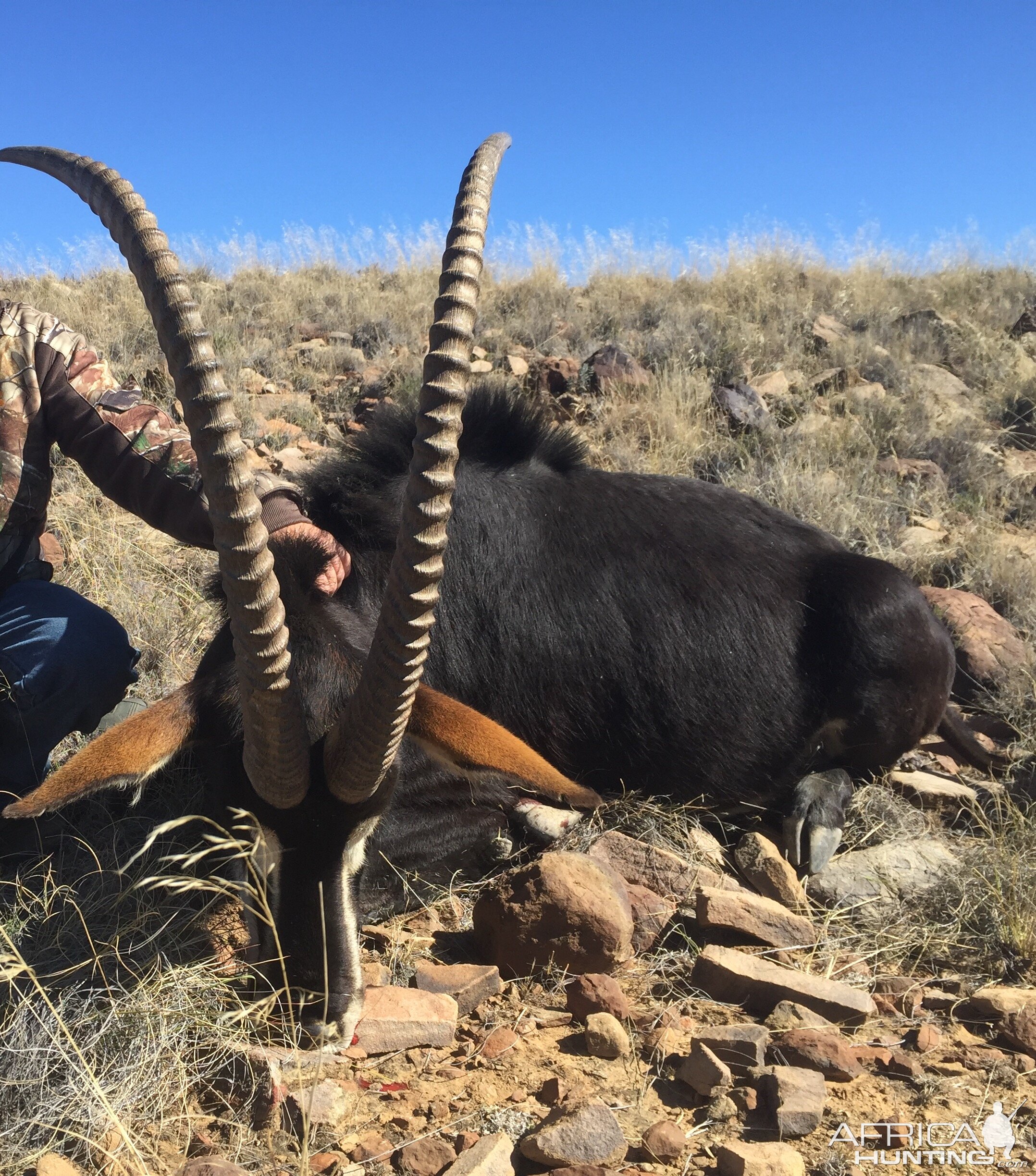 Hunting South Africa Sable Antelope