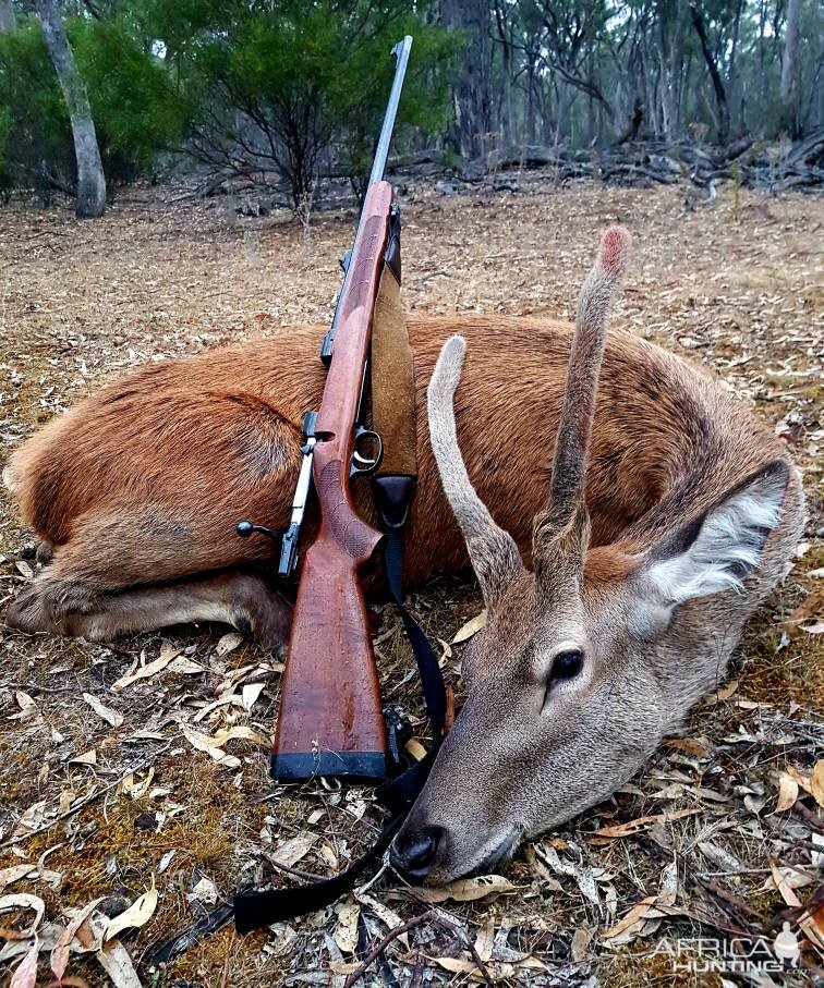 Hunting spike Red Deer in Australia