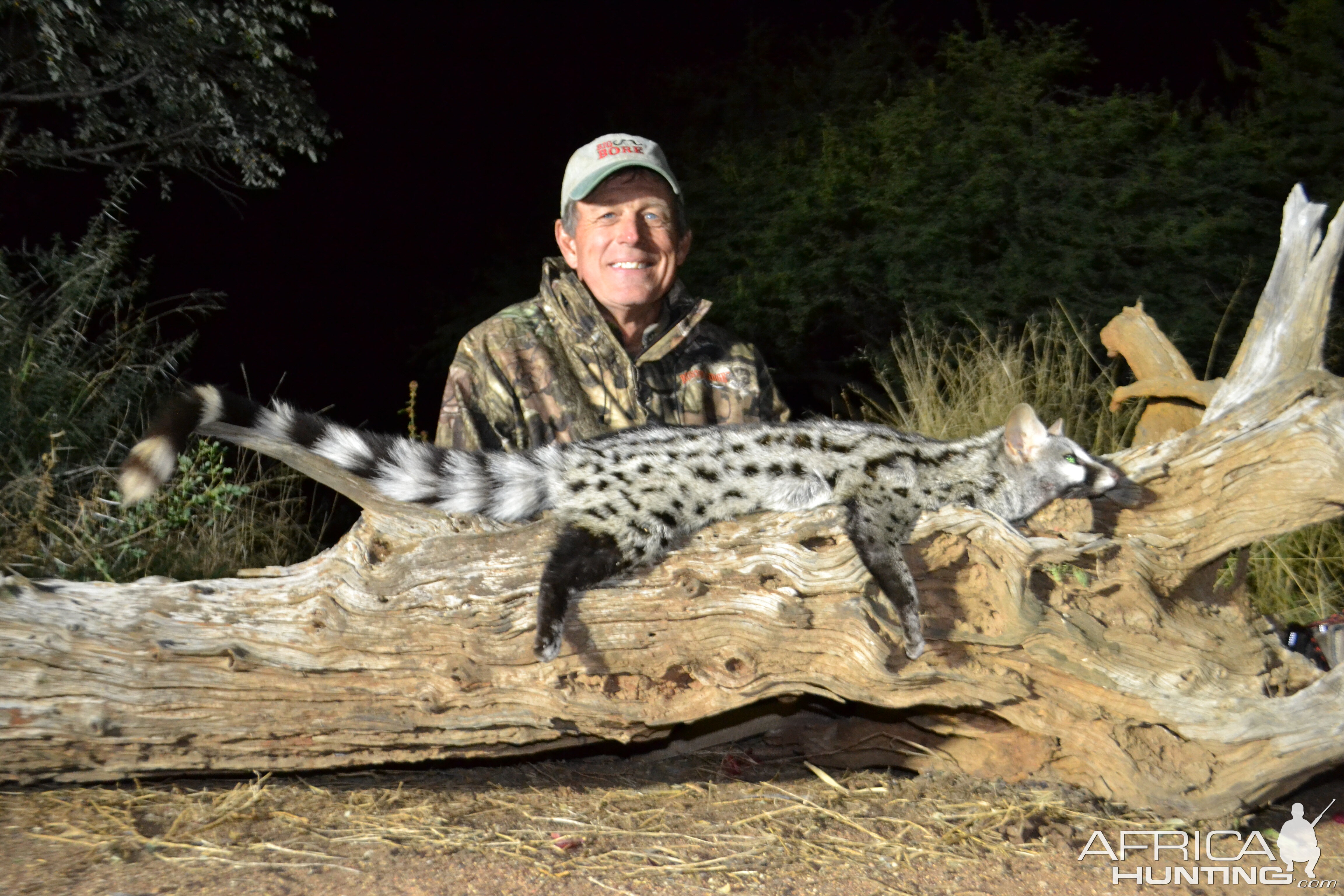 Hunting Spotted Genet Cat South Africa