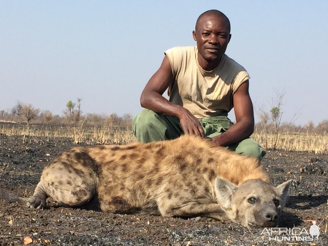 Hunting Spotted Hyena in Zimbabwe