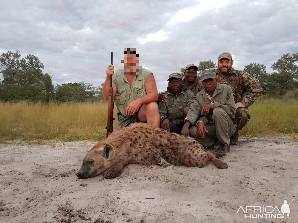 Hunting Spotted Hyena Namibia