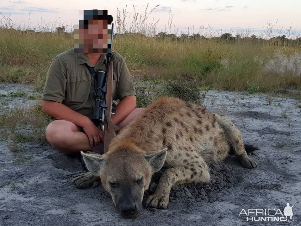 Hunting Spotted Hyena Namibia