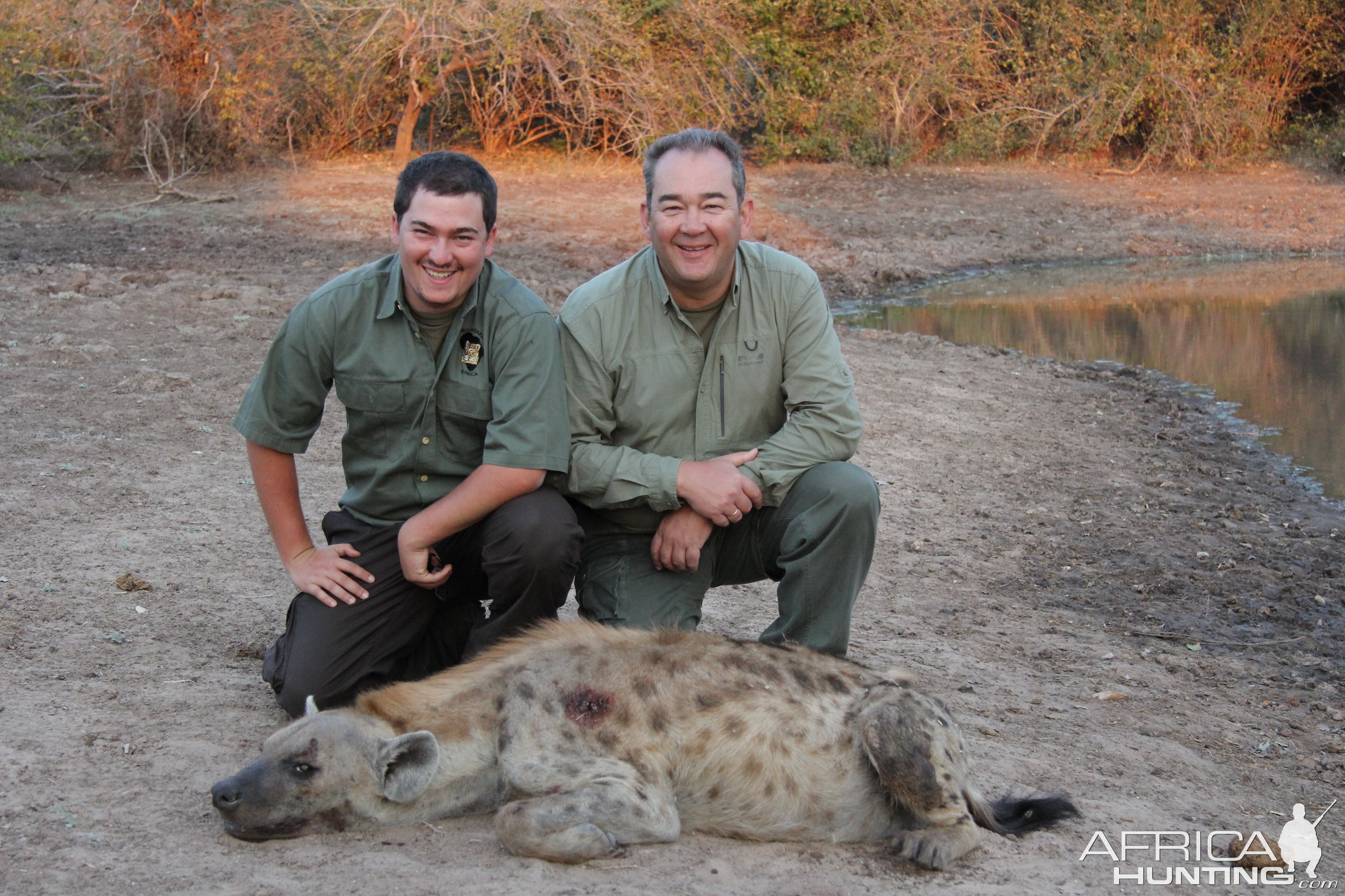 Hunting Spotted Hyena Zimbabwe