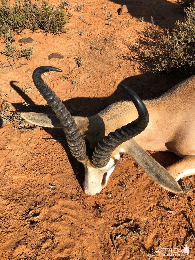 Hunting Springbok in South Africa