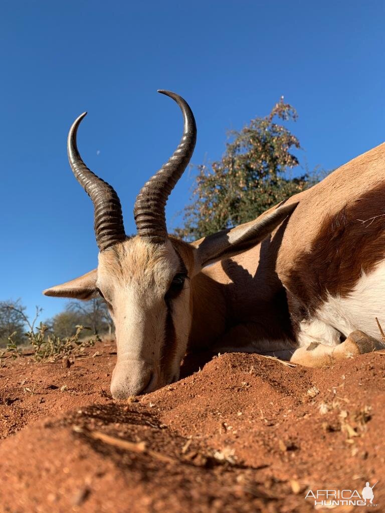 Hunting Springbok in South Africa