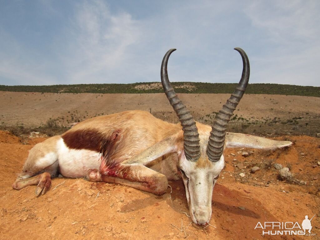 Hunting Springbok in South Africa