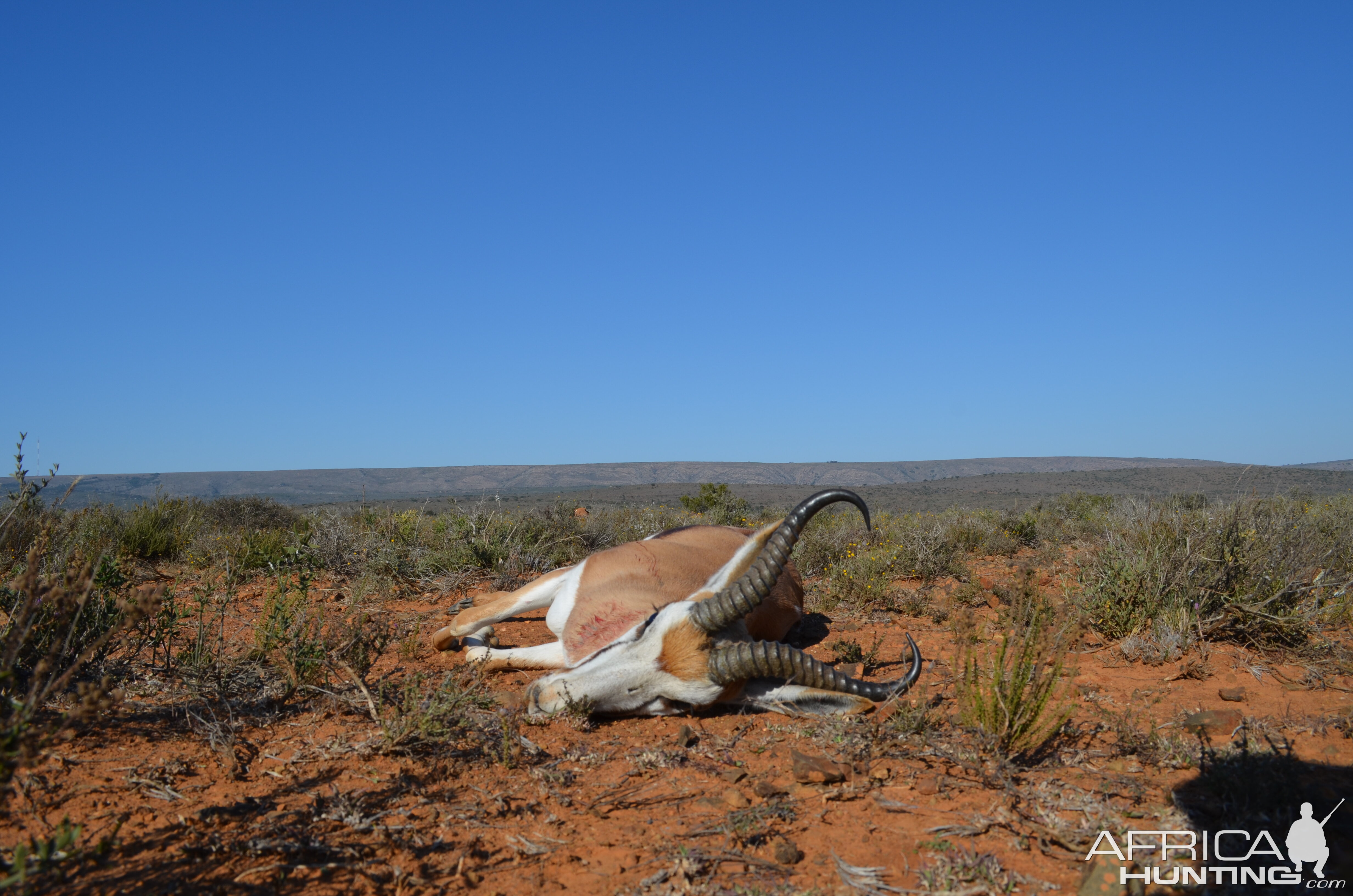 Hunting Springbok in South Africa