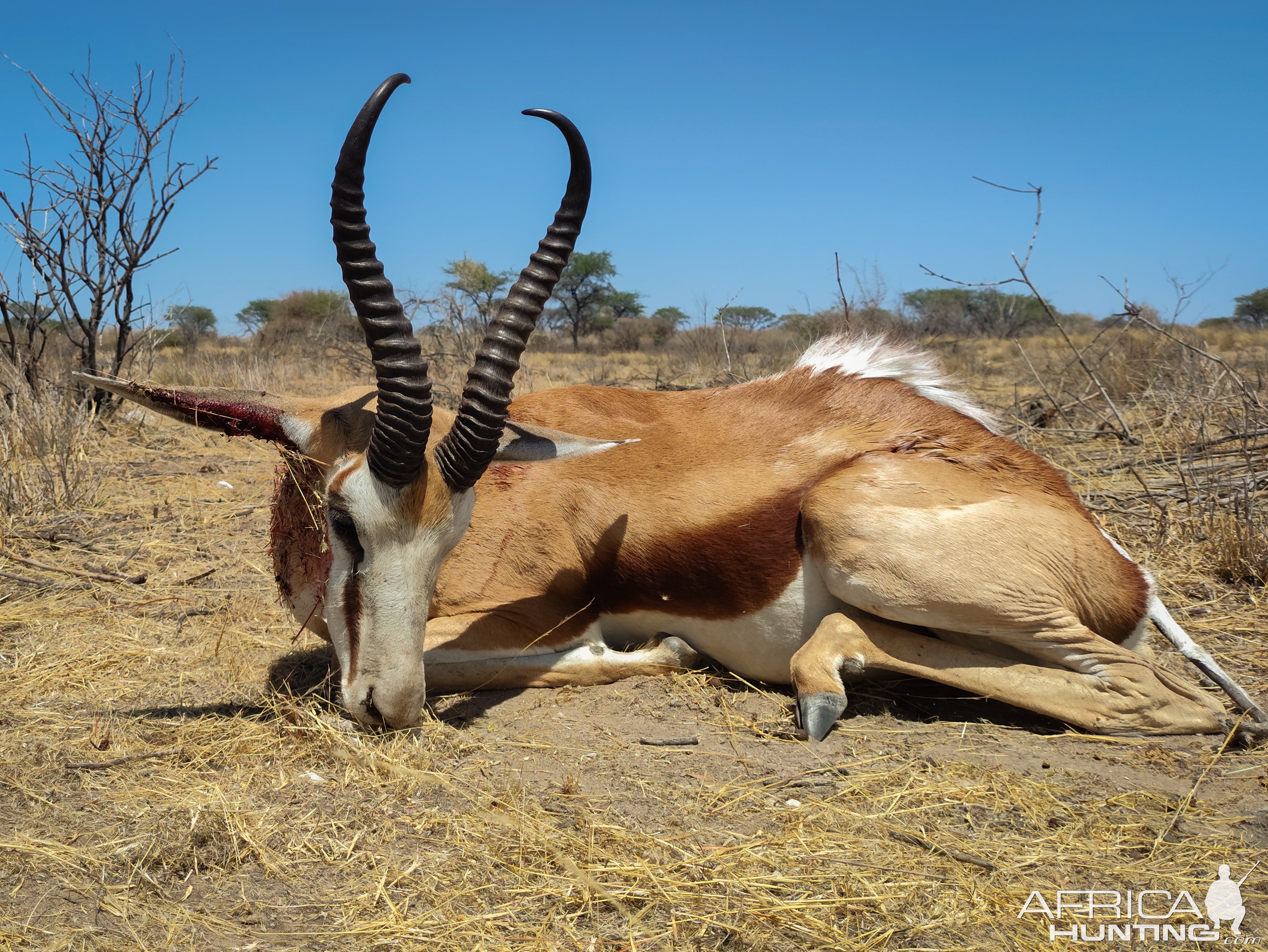 Hunting Springbok Namibia