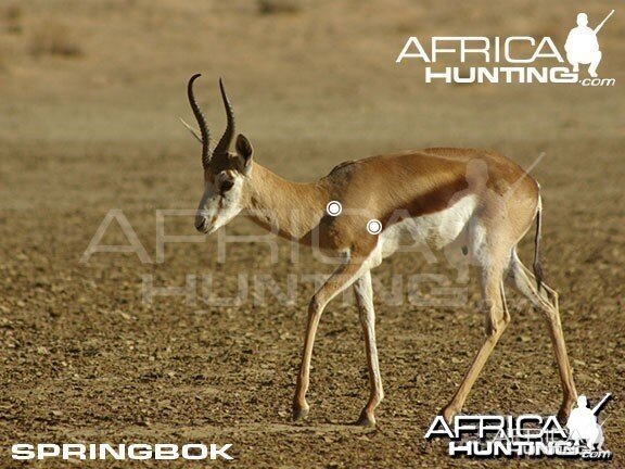 Hunting Springbok Shot Placement