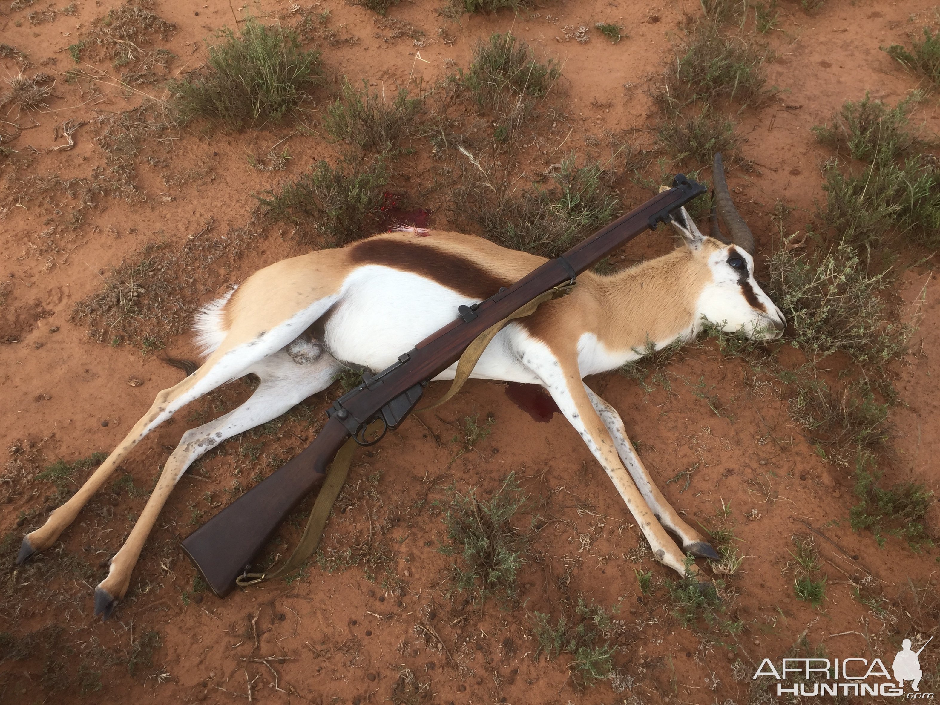 Hunting Springbok