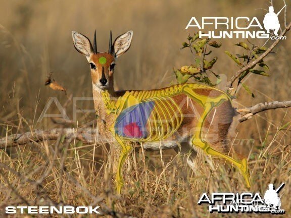 Hunting Steenbok Shot Placement