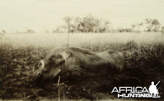 Hunting Sudan Warthog