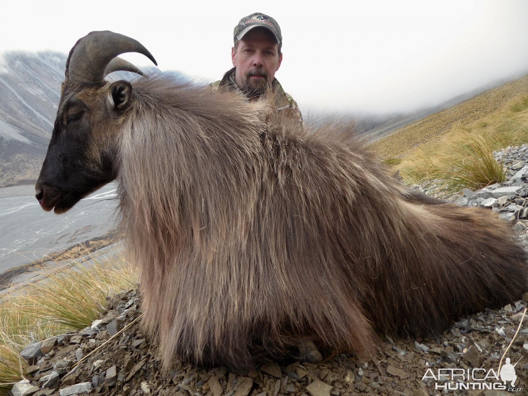 Hunting Tahr in New Zealand