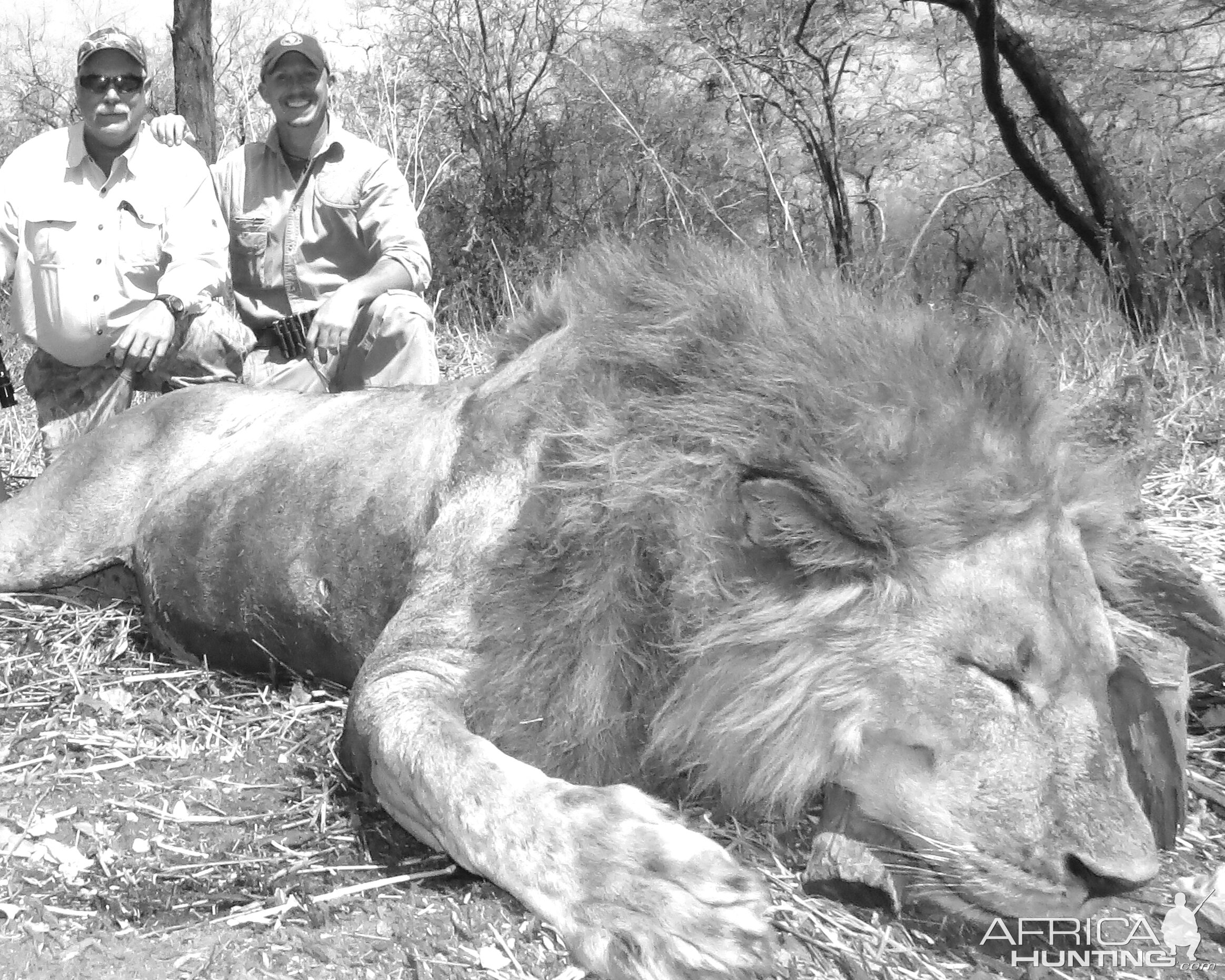 Hunting Tanzania Lion