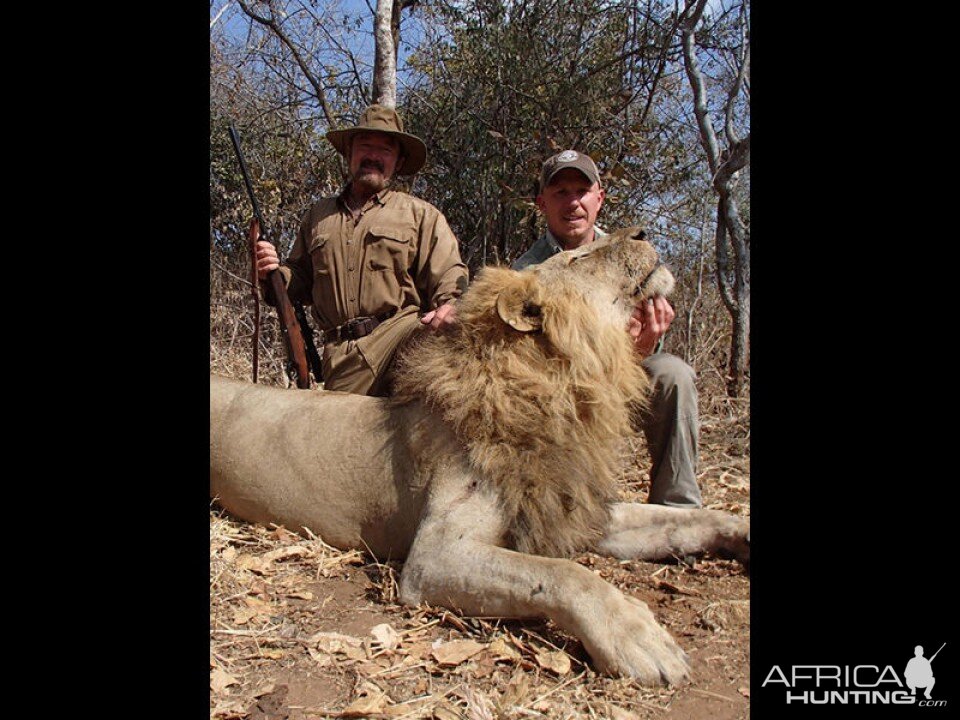 Hunting Tanzania Lion