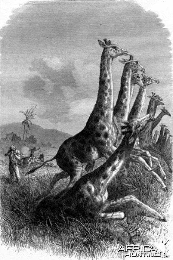 Hunting the Giraffe