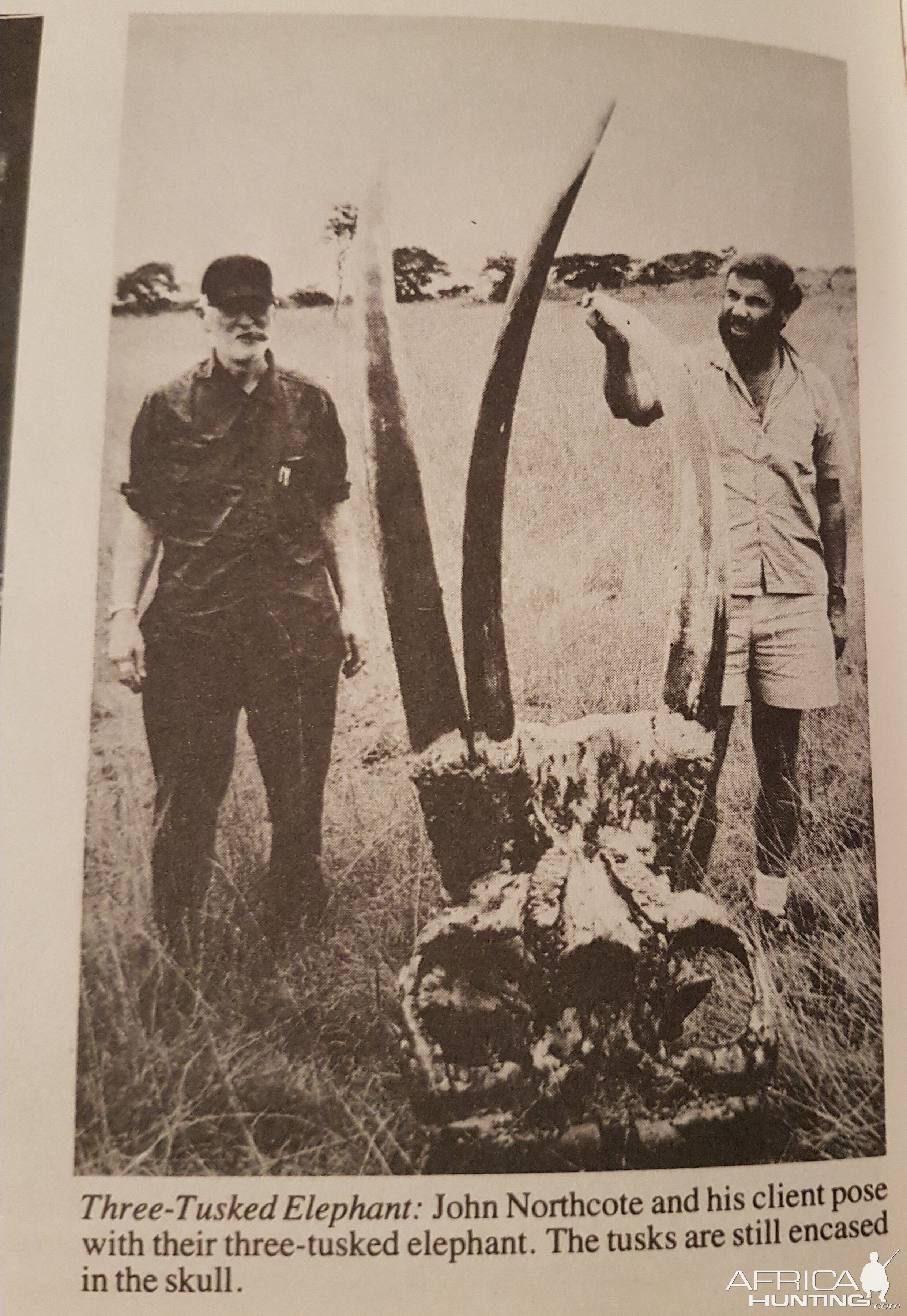 Hunting Three-Tusked Elephant