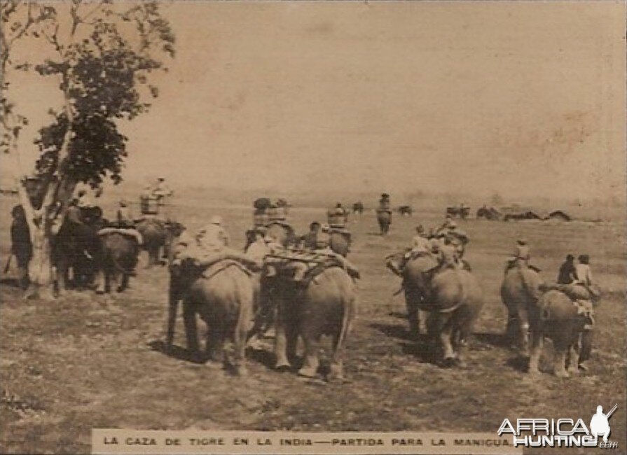 Hunting Tiger in India with Elephants