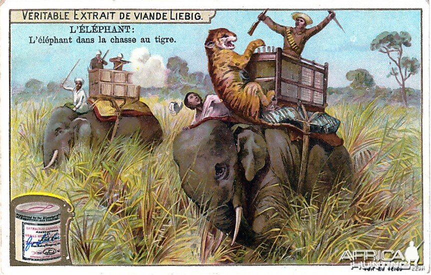 Hunting Tiger with Elephants