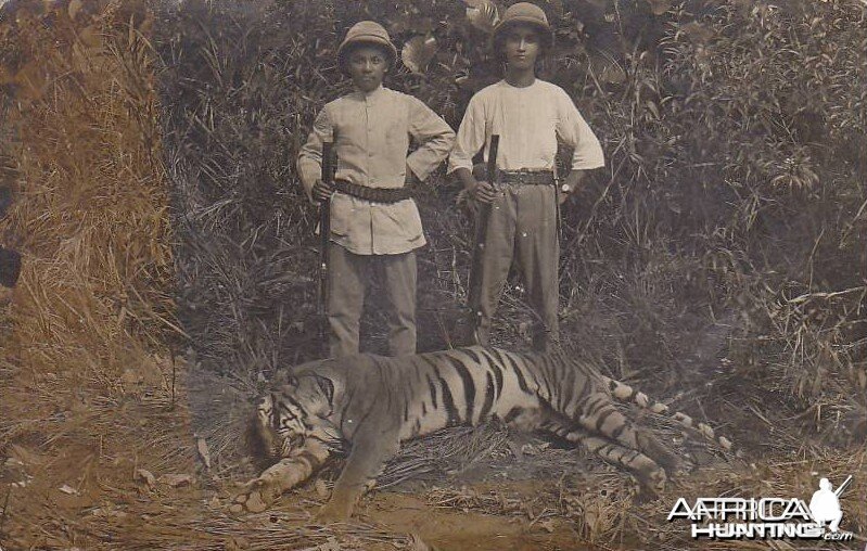 Hunting Tiger