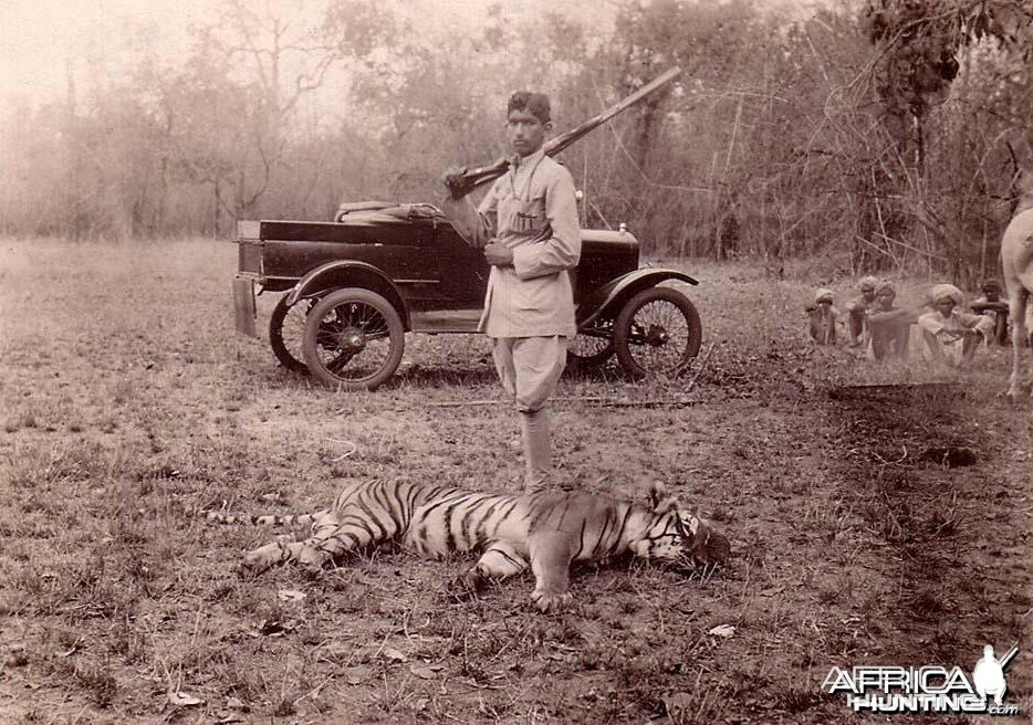 Hunting Tiger