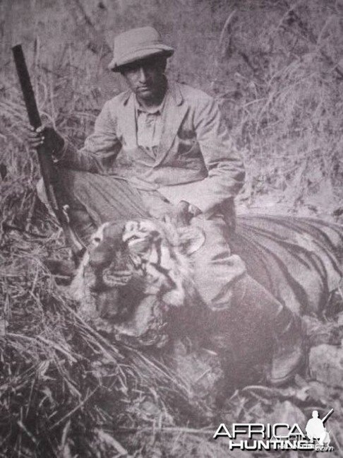 Hunting Tiger