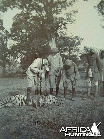 Hunting Tiger