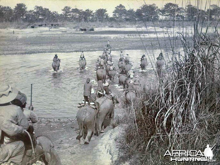 Hunting Tiger