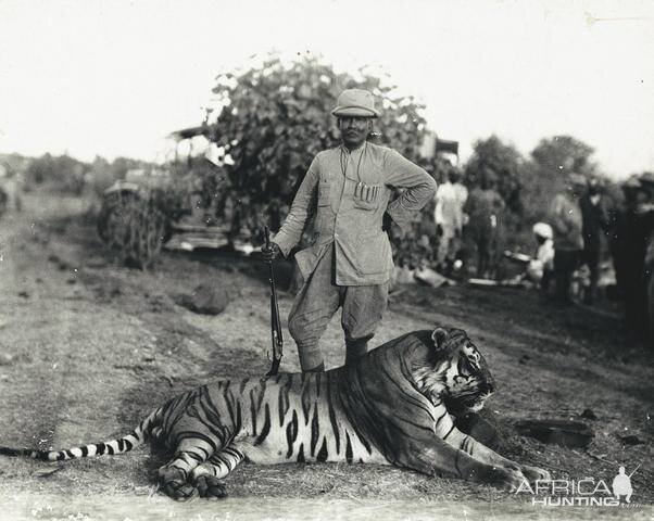 Hunting Tiger