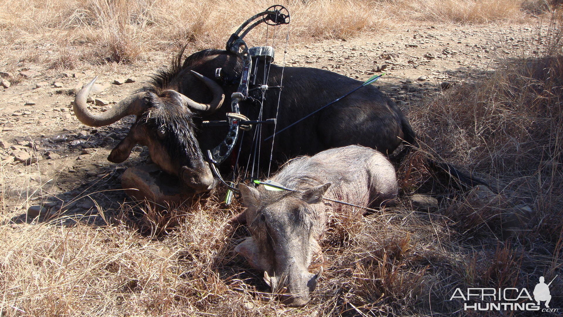 Hunting trip South Africa - my first Blue Wilderbeest and Warthog